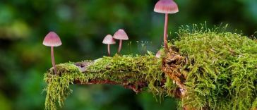 mixing cannabis and mushrooms