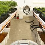 How to Get the Most Out of Growing Autoflowers