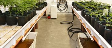 How to Get the Most Out of Growing Autoflowers