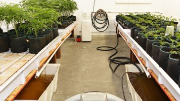 How to Get the Most Out of Growing Autoflowers