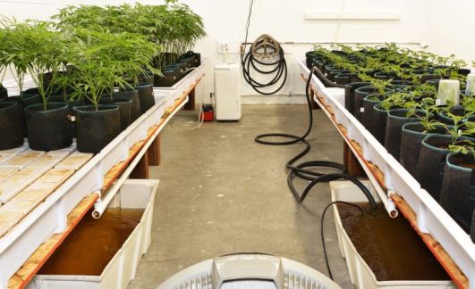 How to Get the Most Out of Growing Autoflowers - 🌱 Max's Harvest