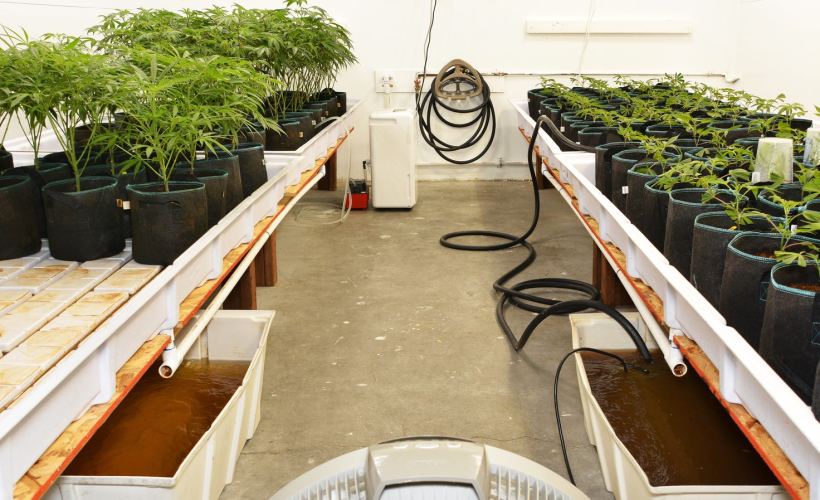 How to Get the Most Out of Growing Autoflowers