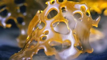 cannabis shatter