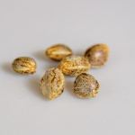 cannabis seeds