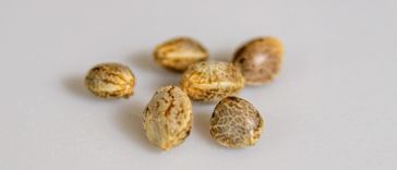 cannabis seeds