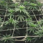 scrog method