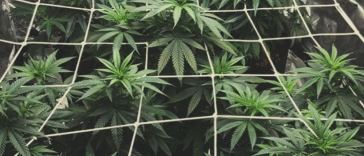 scrog method
