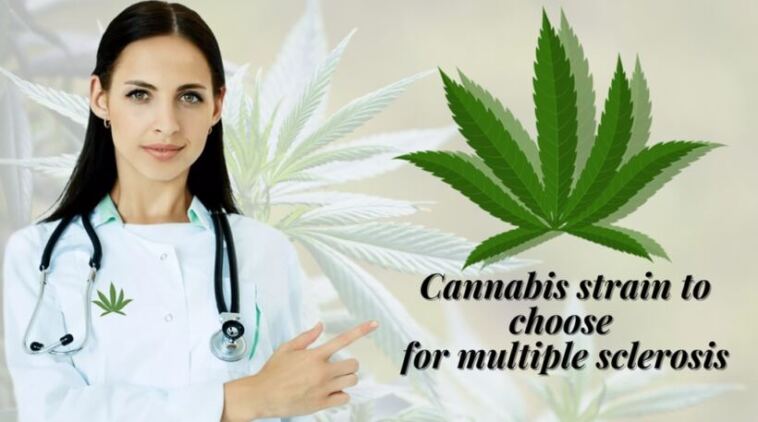best cannabis strains for multiple sclerosis