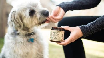 cbd dog treats
