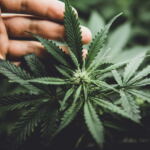 cannabis plant