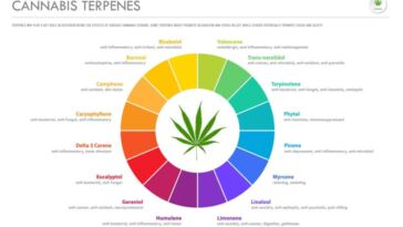 IMG SRC: CannaCon