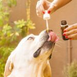 cbd for dogs: how to give it