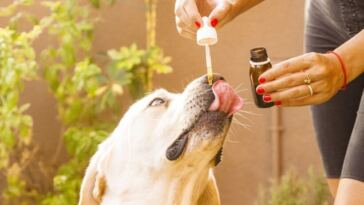 cbd for dogs: how to give it