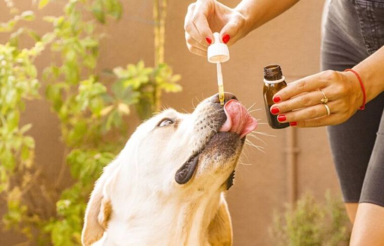 cbd for dogs: how to give it