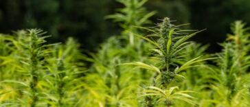 Rare and exotic cannabis strains