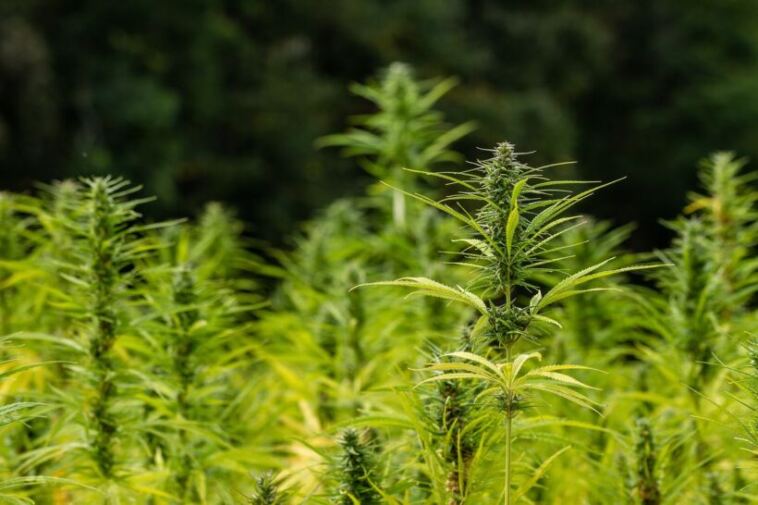 Rare and exotic cannabis strains
