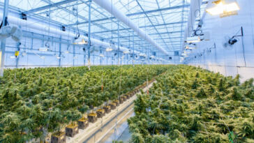 How Artificial Intelligence Will Revolutionize Cannabis Cultivation