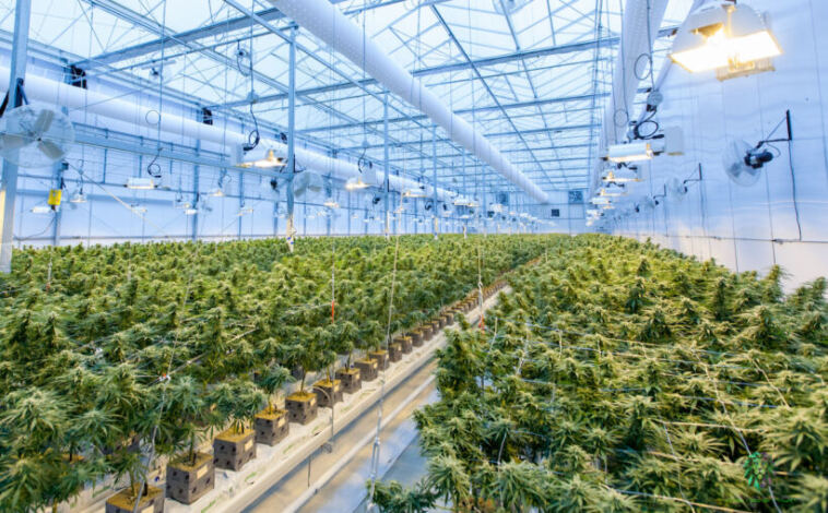 How Artificial Intelligence Will Revolutionize Cannabis Cultivation