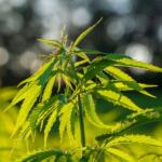 Low-THC Cannabis Strains for Beginners