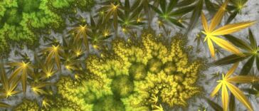 Best Cannabis Sativa Strains for Energy and Focus