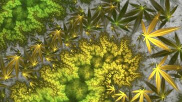 Best Cannabis Sativa Strains for Energy and Focus