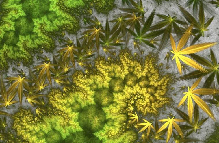 Best Cannabis Sativa Strains for Energy and Focus