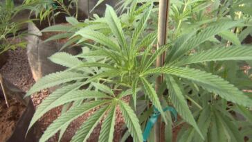 High-CBD Cannabis Strains for Anxiety Relief