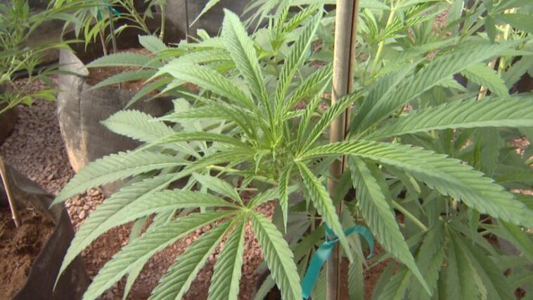 High-CBD Cannabis Strains for Anxiety Relief