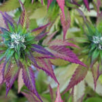 Cannabis Strains with High Terpene Content