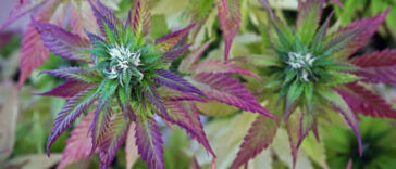 Cannabis Strains with High Terpene Content