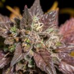 Cannabis Strains Citrusy and Fruity Flavors