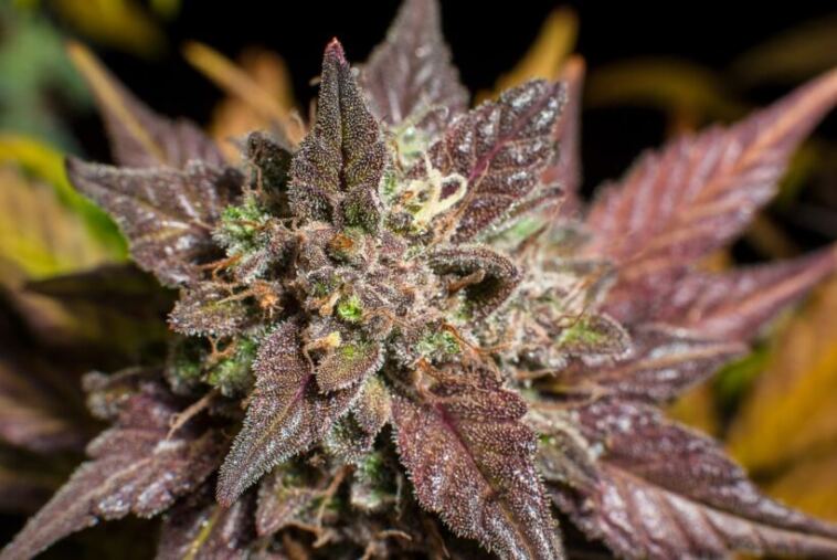 Cannabis Strains Citrusy and Fruity Flavors