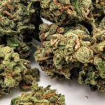green crack cannabis strain review