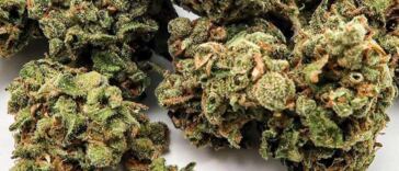 green crack cannabis strain review