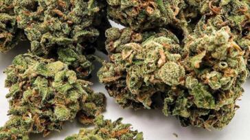 green crack cannabis strain review