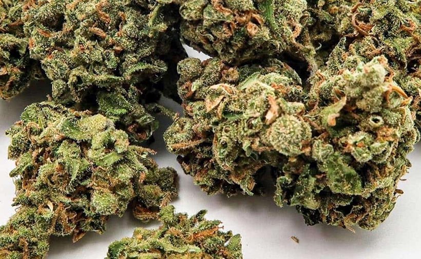 green crack cannabis strain review