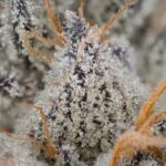 thunderdome strain review