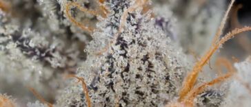 thunderdome strain review