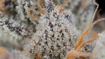 thunderdome strain review