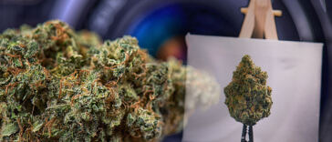 marijuana photography jobs