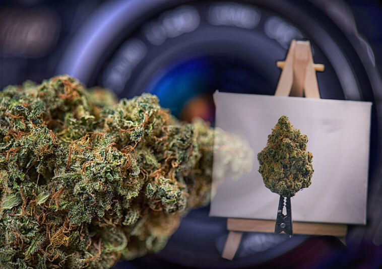 marijuana photography jobs