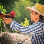 thai cannabis farmer