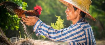 thai cannabis farmer