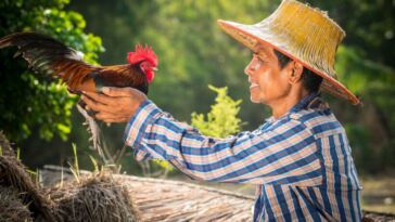 thai cannabis farmer