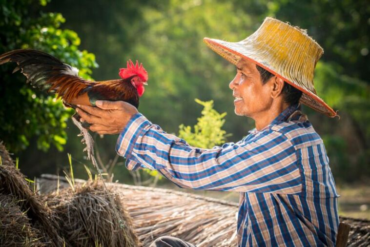thai cannabis farmer