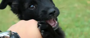 playing-with-dog