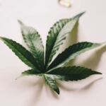 cbd