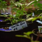 gorilla glue cannabis plants