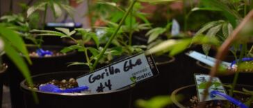 gorilla glue cannabis plants