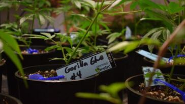 gorilla glue cannabis plants